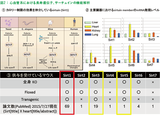 図2 ： 心血管系における長寿遺伝子、サーチュインの機能解析