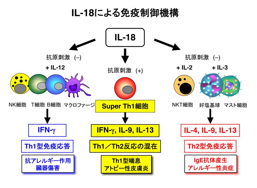 Th2細胞