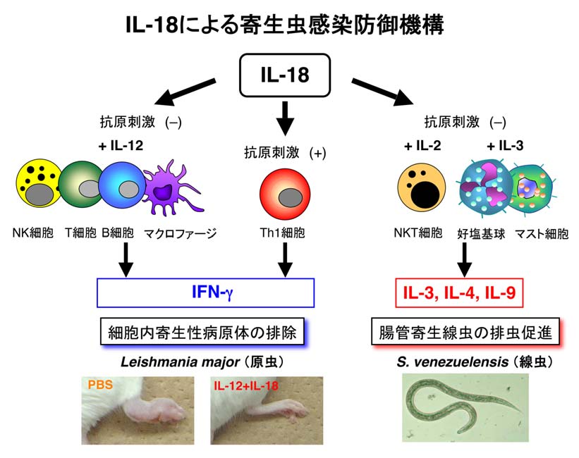 【専用ページ】免疫・寄生虫・微生物・医学総論セット