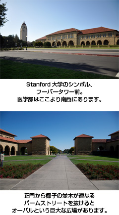 Stanford大学のシンボル、フーバータワー前。医学部はここより南西にあります。　正門から椰子の並木が連なるパームストリートを抜けるとオーバールという巨大な広場が広があります。